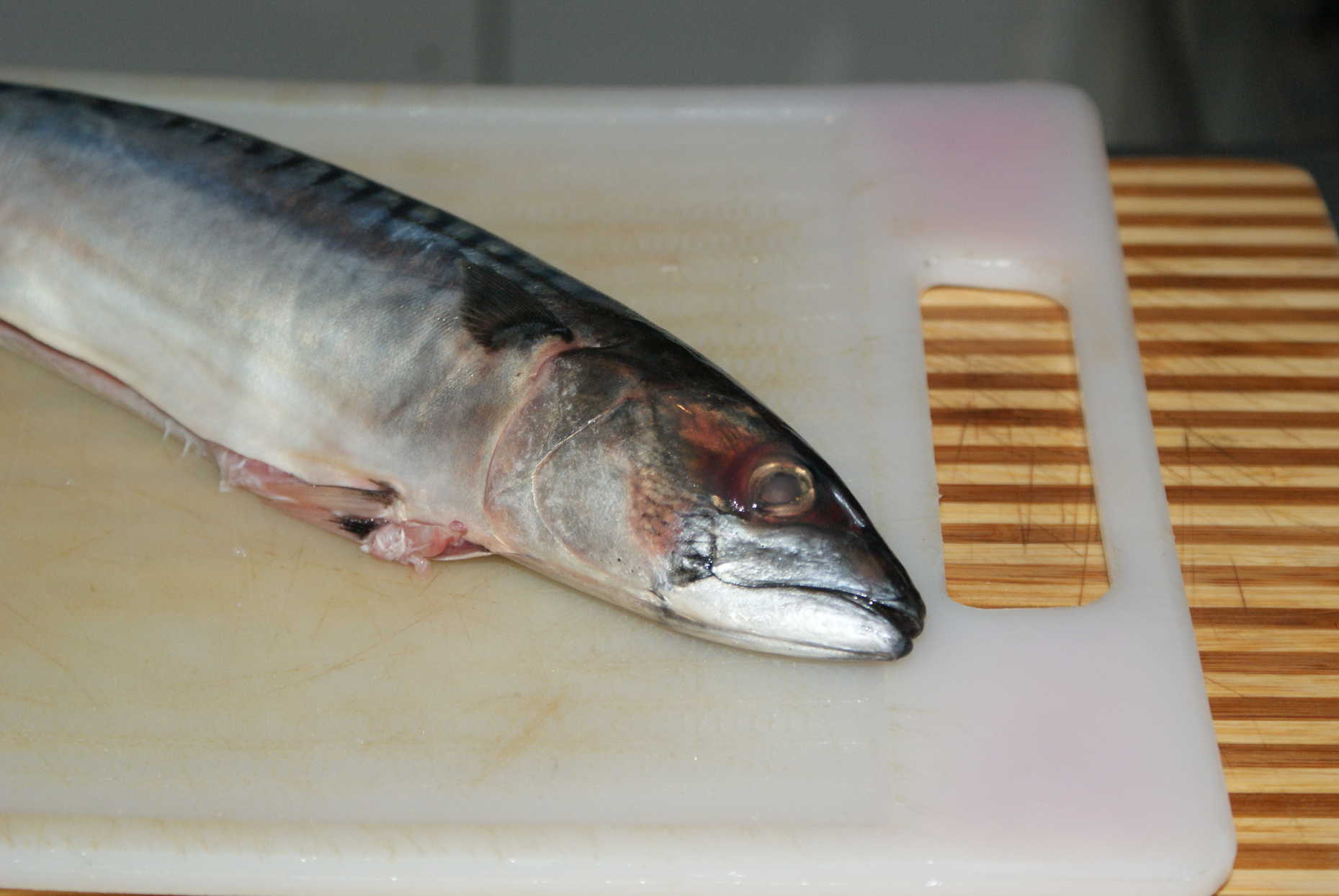 Mackerel