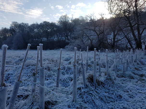 Frosty Saplings by the Red Beck