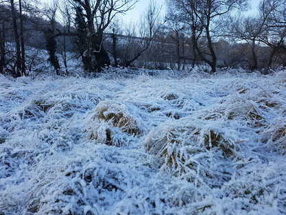 Frosty Field along the Red Beck