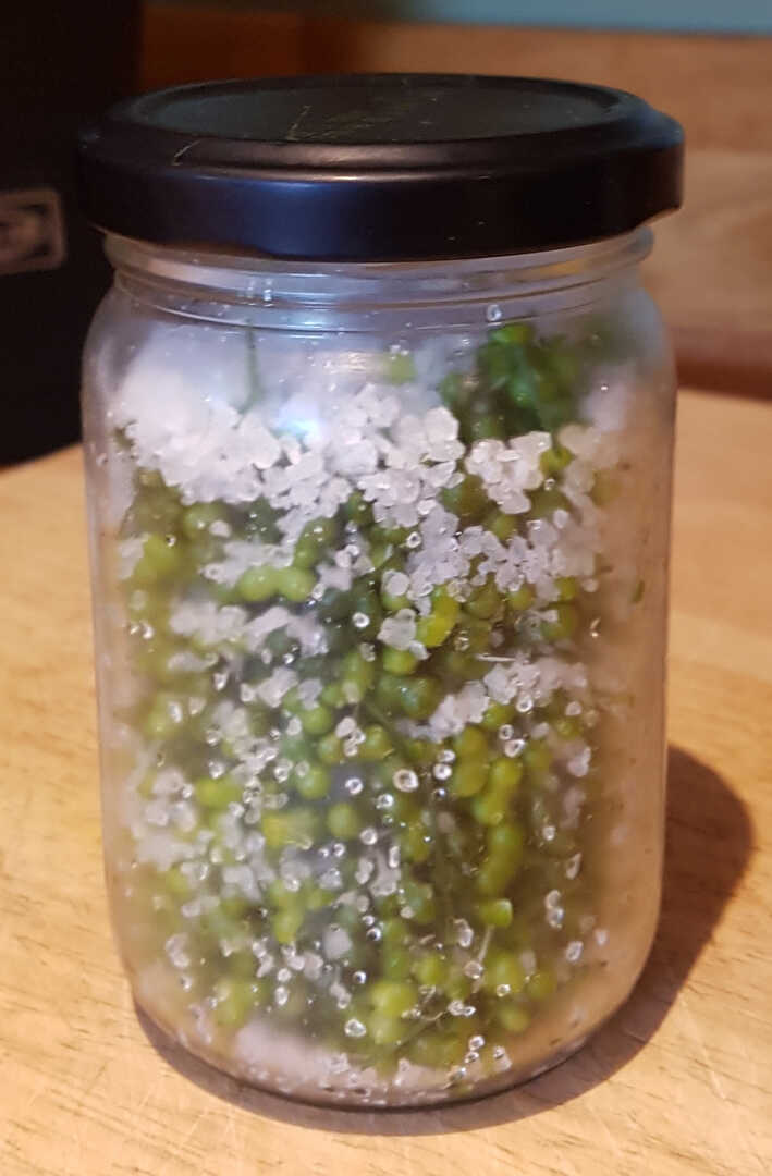 Salting Wild Garlic Seeds