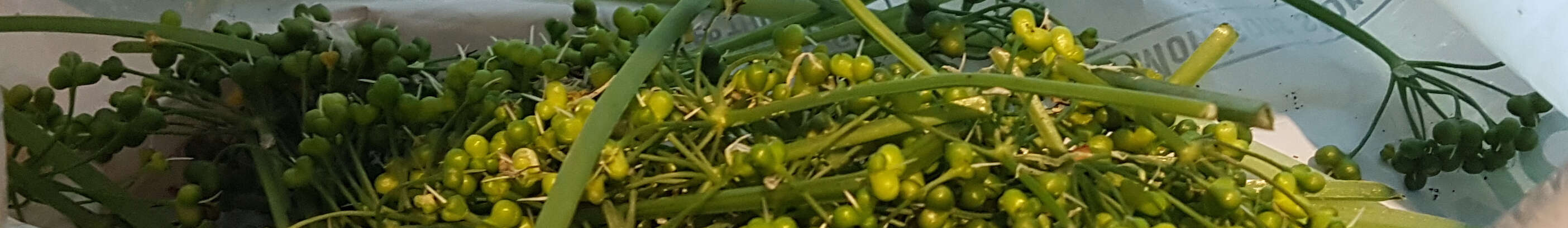 Wild Garlic Seeds