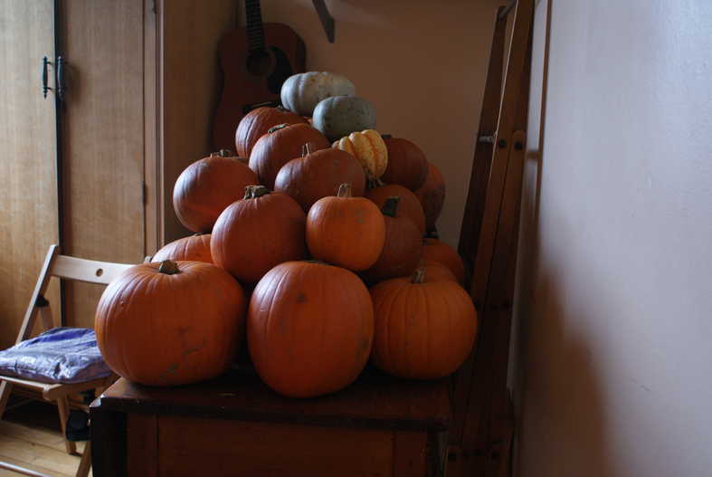 Pumpkins galore.